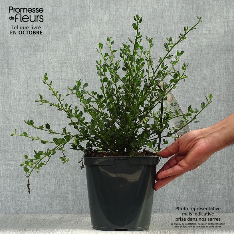 Exemplaar van Ceanothus Skylark - Amerikaanse sering Pot van 4 l/5 l zoals geleverd in de herfst
