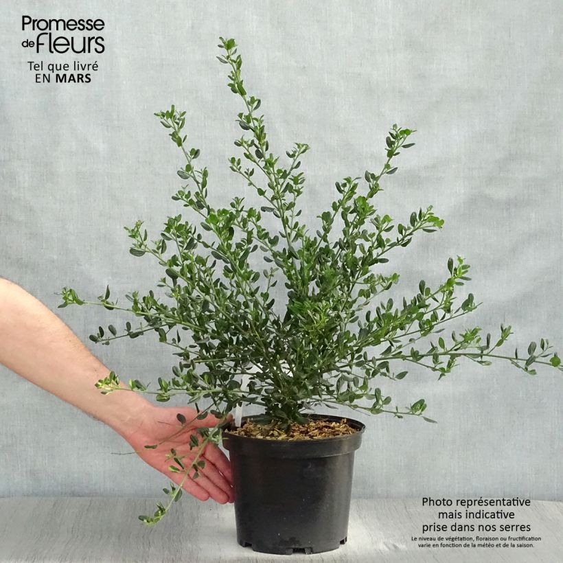 Example of Ceanothus Skylark - Amerikaanse sering Pot van 4 l/5 l as you get in printemps
