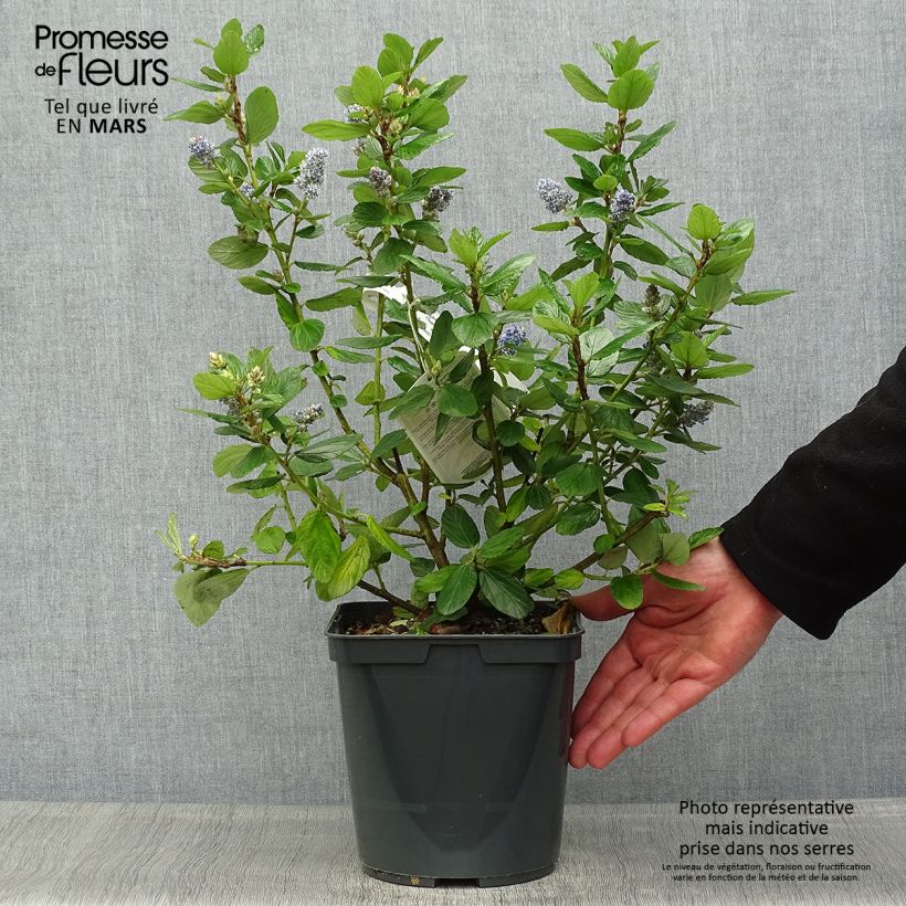 Example of Ceanothus Trewithen Blue - Amerikaanse sering Pot van 4 l/5 l as you get in printemps