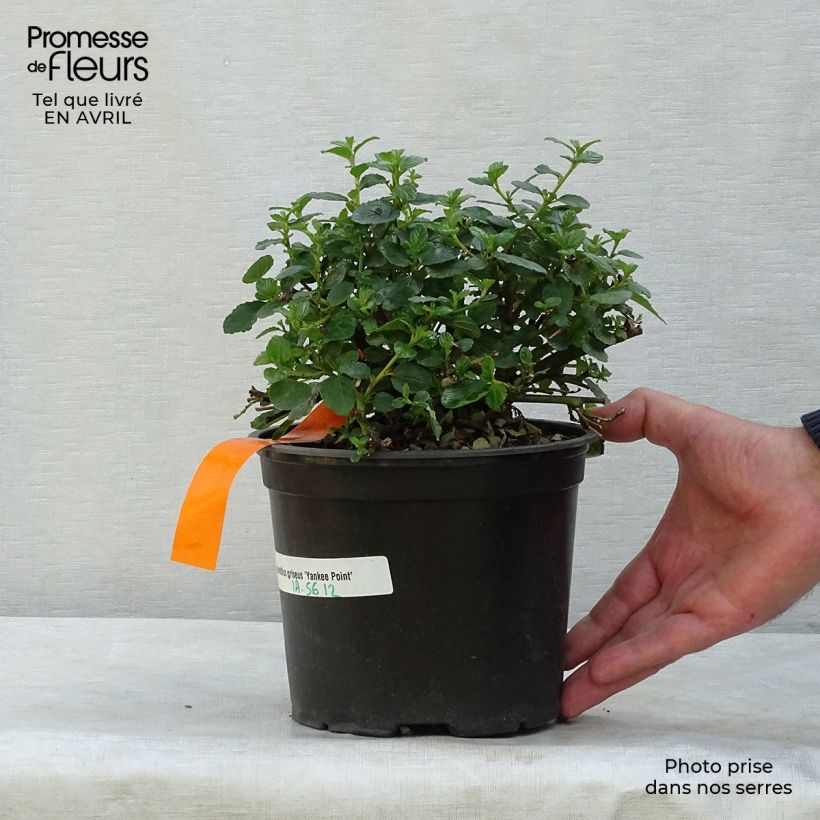Example of Ceanothus griseus Yankee Point - Amerikaanse sering Pot van 2 l/3 l as you get in printemps