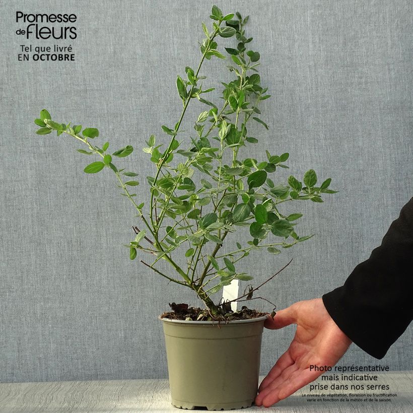 Exemplaar van Ceanothus griseus Yankee Point - Amerikaanse sering Pot van 2 l/3 l zoals geleverd in de herfst