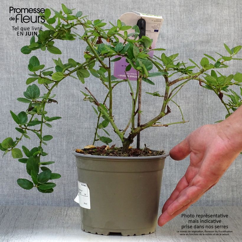 Exemplaar van Ceanothus griseus Yankee Point - Amerikaanse sering Pot van 2 l/3 l zoals geleverd in de zomer