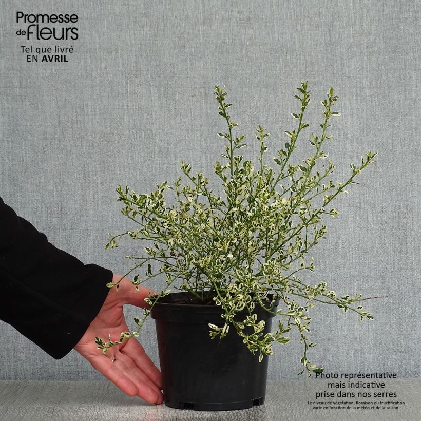 Example of Ceanothus impressus Cool Blue - Amerikaanse sering Pot van 1,5 l/2 l as you get in printemps