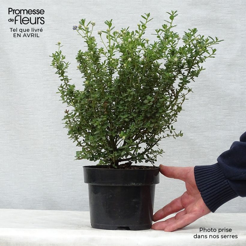 Example of Ceanothus impressus Puget Blue - Amerikaanse sering Pot van 2 l/3 l as you get in printemps