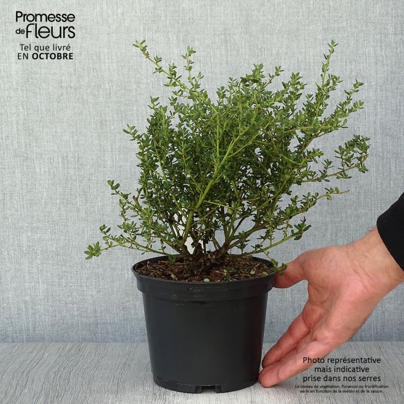 Exemplaar van Ceanothus impressus Puget Blue - Amerikaanse sering Pot van 2 l/3 l zoals geleverd in de herfst