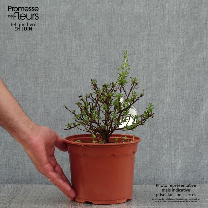 Exemplaar van Ceanothus impressus Puget Blue - Amerikaanse sering Pot van 2 l/3 l zoals geleverd in de zomer
