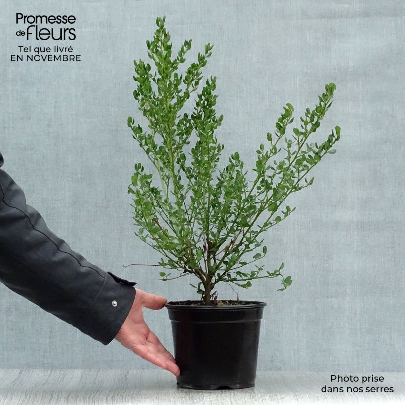 Exemplaar van Ceanothus impressus Victoria - Amerikaanse sering Pot van 2 l/3 l zoals geleverd in de herfst