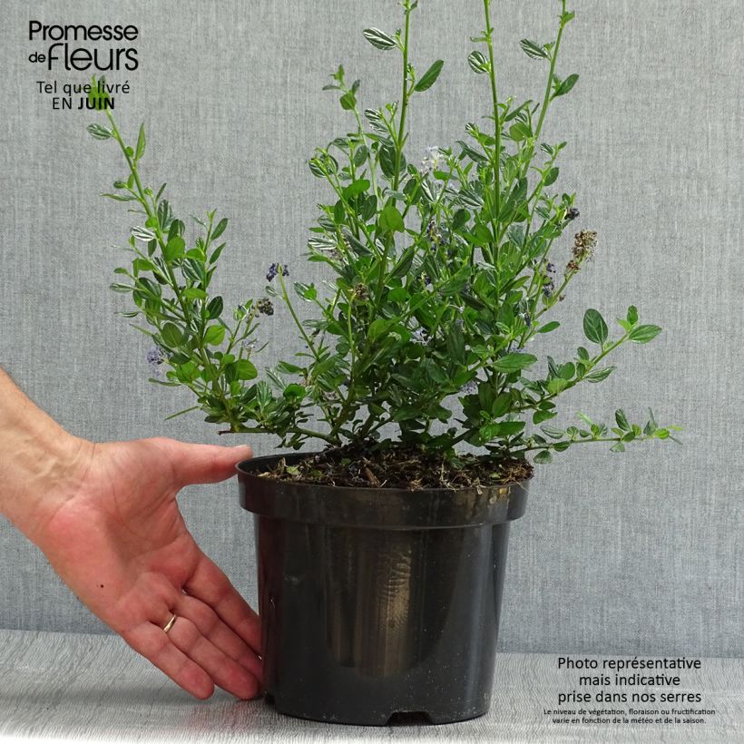 Exemplaar van Ceanothus impressus Victoria - Amerikaanse sering Pot van 2 l/3 l zoals geleverd in de zomer