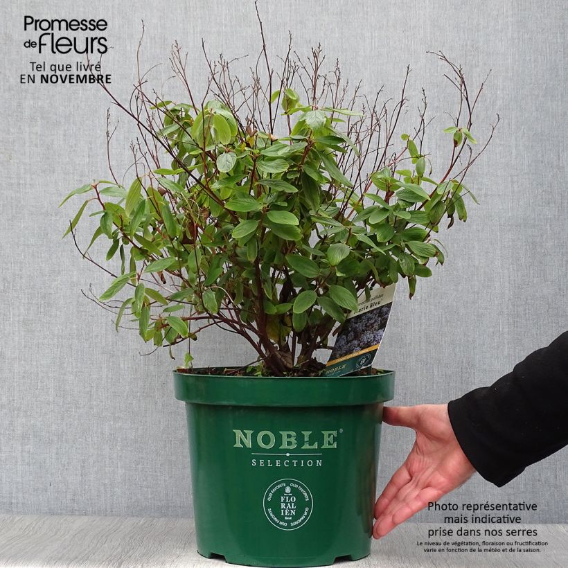Exemplaar van Ceanothus pallidus Marie Blue Minmari - Amerikaanse sering Pot van 7,5 l/10 l zoals geleverd in de herfst