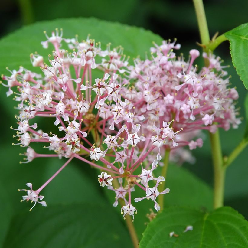 Ceanothus pallidus Marie Rose - Amerikaanse sering (Bloei)