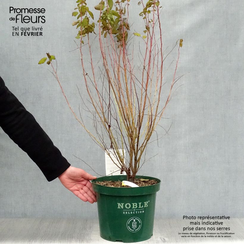 Exemplaar van Ceanothus pallidus Marie Rose - Amerikaanse sering Pot van 7,5 l/10 l zoals geleverd in de winter