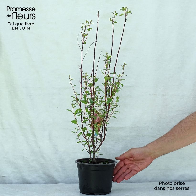Exemplaar van Ceanothus pallidus Marie Simon - Amerikaanse sering Pot van 2 l/3 l zoals geleverd in de zomer