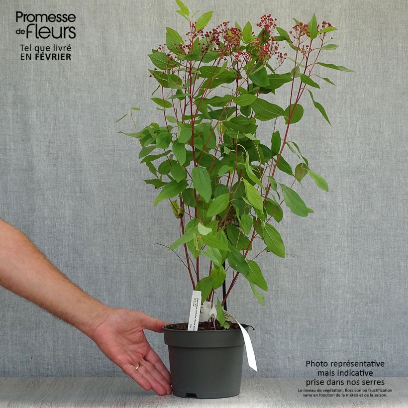 Exemplaar van Ceanothus pallidus Marie Simon - Amerikaanse sering Pot van 2 l/3 l zoals geleverd in de herfst