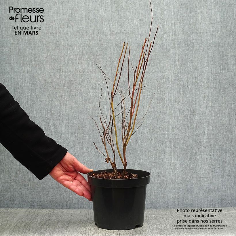 Exemplaar van Ceanothus pallidus Marie Simon - Amerikaanse sering Pot van 2 l/3 l zoals geleverd in de lente