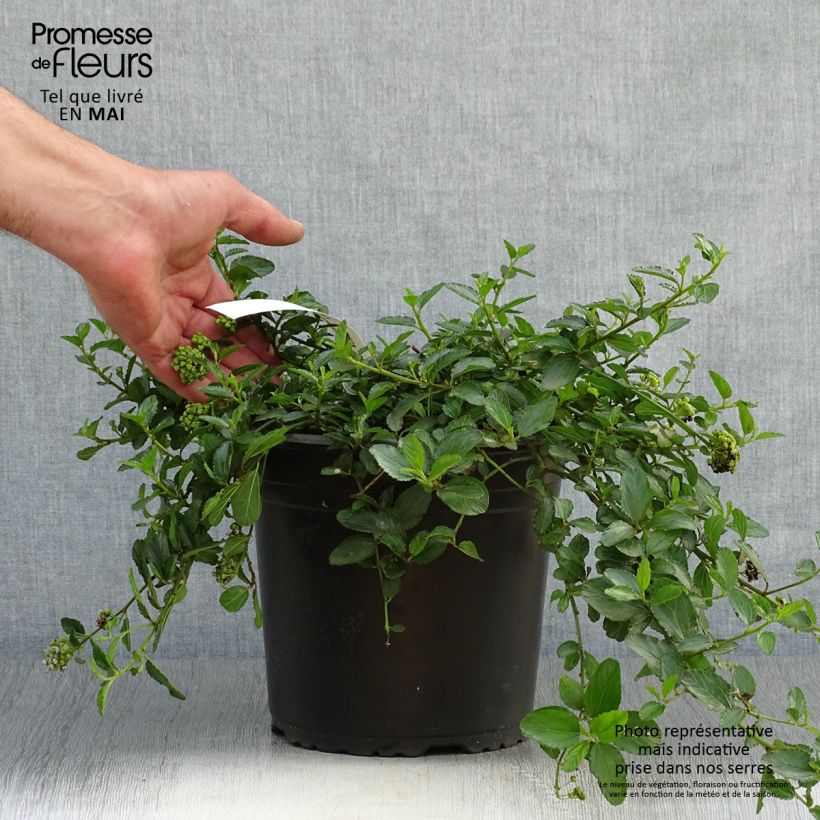 Example of Ceanothus prostratus - Amerikaanse sering Pot van 2 l/3 l as you get in printemps