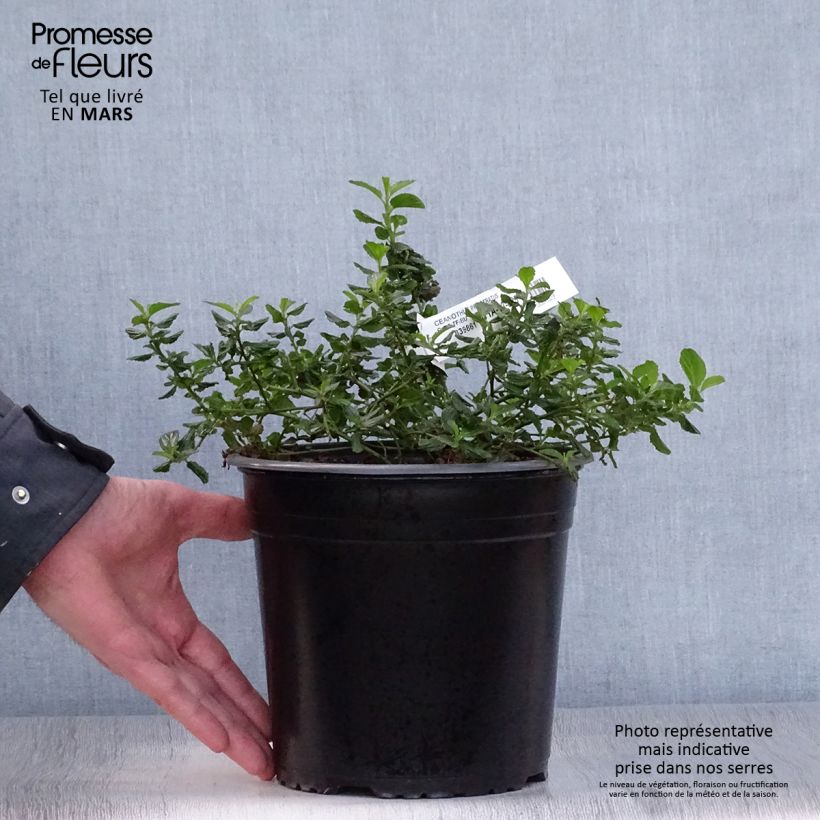 Example of Ceanothus prostratus - Amerikaanse sering Pot van 4 l/5 l as you get in printemps