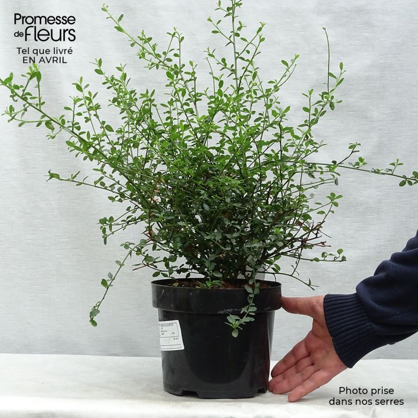 Example of Ceanothus thyrsiflorus Millerton Point - Amerikaanse sering Pot van 2 l/3 l as you get in printemps