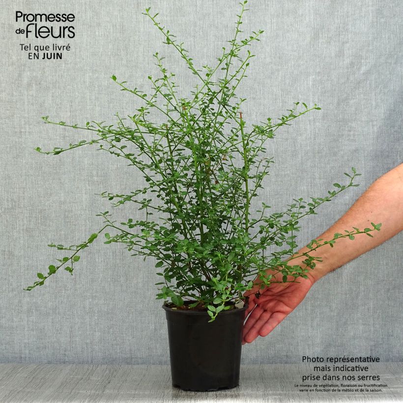 Exemplaar van Ceanothus thyrsiflorus Millerton Point - Amerikaanse sering Pot van 2 l/3 l zoals geleverd in de zomer