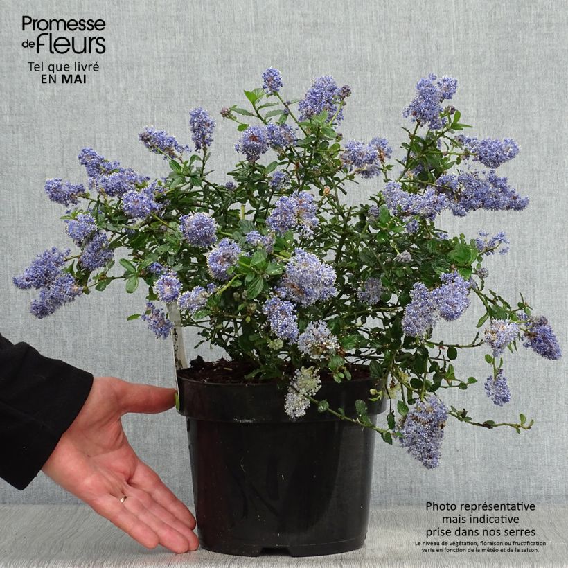 Example of Ceanothus thyrsiflorus Repens - Amerikaanse sering Pot van 2 l/3 l as you get in printemps