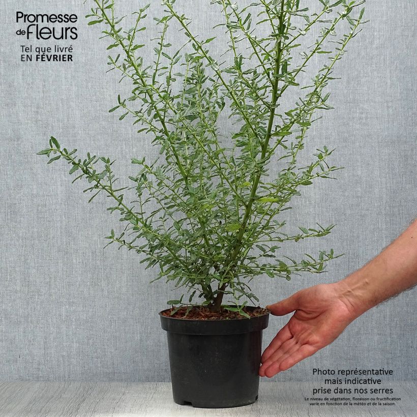 Exemplaar van Ceanothus Blue Diamond - Amerikaanse sering Pot van 2 l/3 l zoals geleverd in de herfst