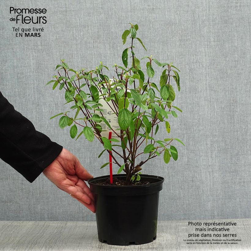 Example of Ceanothus Blue Diamond - Amerikaanse sering Pot van 2 l/3 l as you get in printemps