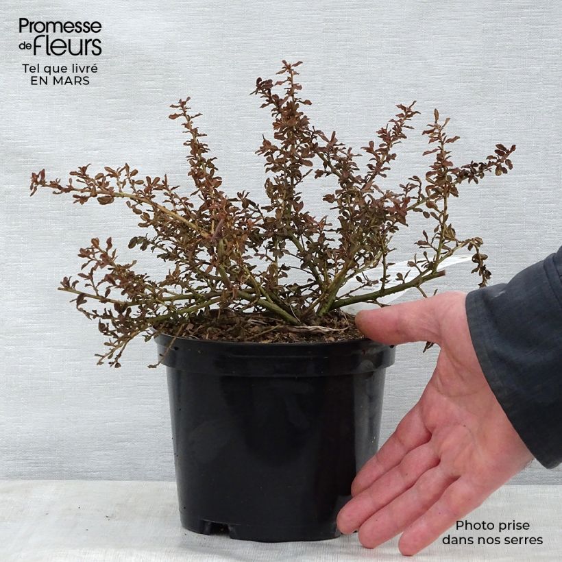 Example of Ceanothus Blue Mound - Amerikaanse sering Pot van 2 l/3 l as you get in printemps