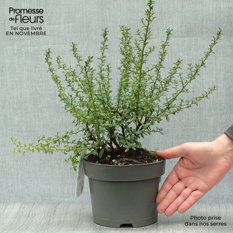 Exemplaar van Ceanothus Blue Mound - Amerikaanse sering Pot van 2 l/3 l zoals geleverd in de herfst