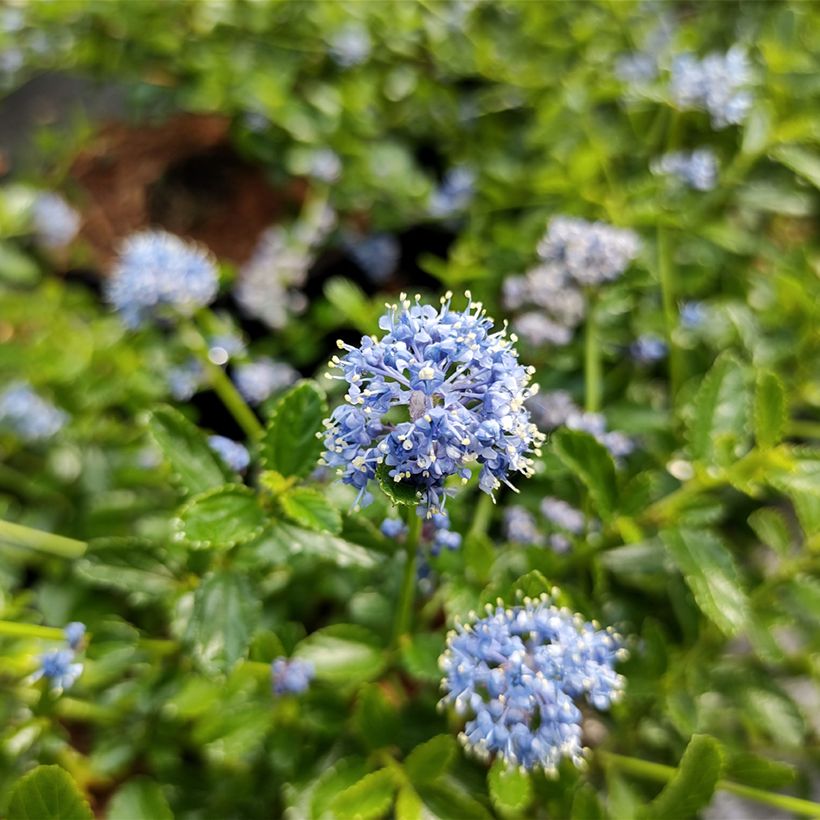 Ceanothus Blue Mound - Amerikaanse sering (Bloei)