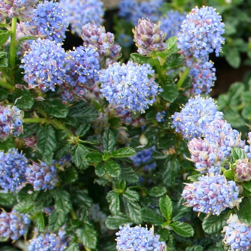 Ceanothus Blue Mound - Amerikaanse sering (Flowering)