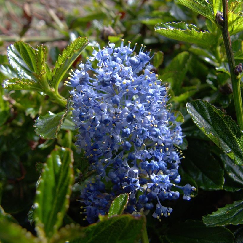 Ceanothus Burkwoodii - Amerikaanse sering (Bloei)