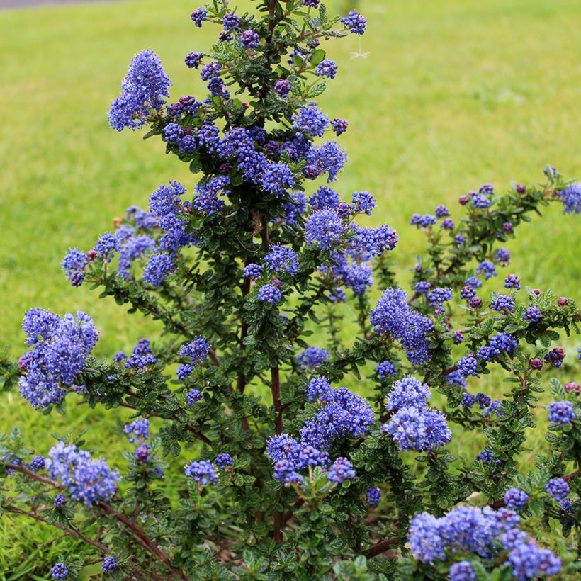 Ceanothus impressus Dark Star - Amerikaanse sering (Groeiplaats)