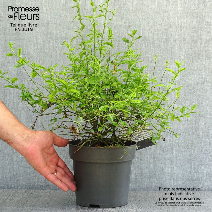 Exemplaar van Ceanothus thyrsiflorus El Dorado - Amerikaanse sering Pot van 2 l/3 l zoals geleverd in de zomer
