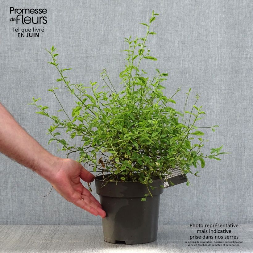 Exemplaar van Ceanothus thyrsiflorus El Dorado - Amerikaanse sering Pot van 2 l/3 l zoals geleverd in de lente