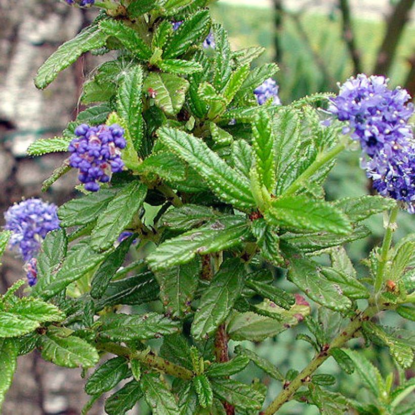 Ceanothus Blue Diamond - Amerikaanse sering (Foliage)