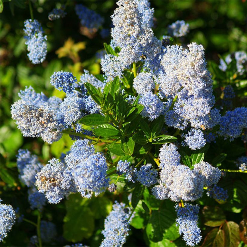 Ceanothus x arboreus Concha - Amerikaanse sering (Flowering)
