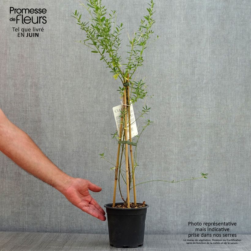 Exemplaar van Ceanothus x arboreus Concha - Amerikaanse sering Pot van 2 l/3 l zoals geleverd in de zomer