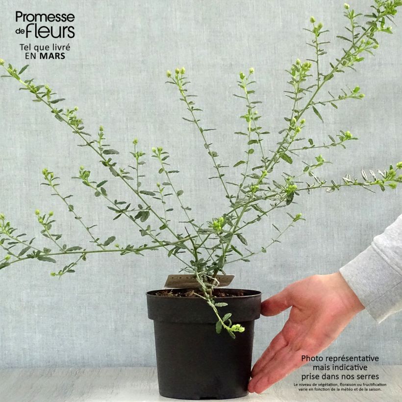 Example of Ceanothus x arboreus Concha - Amerikaanse sering Pot van 2 l/3 l as you get in printemps