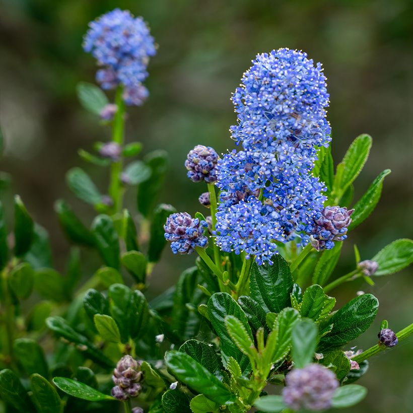 Ceanothus x arboreus Concha - Amerikaanse sering (Bloei)