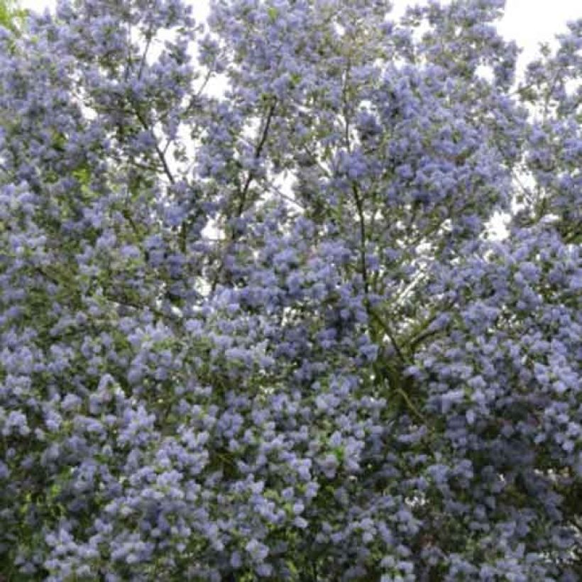 Ceanothus Trewithen Blue - Amerikaanse sering (Groeiplaats)