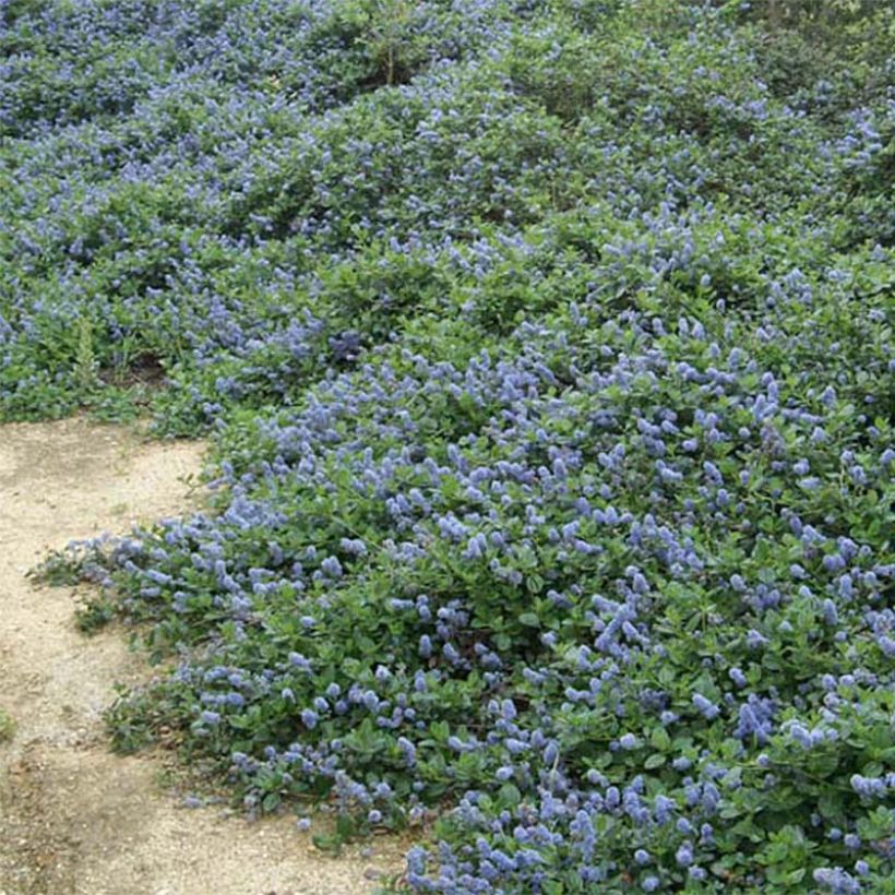 Ceanothus griseus Yankee Point - Amerikaanse sering (Flowering)