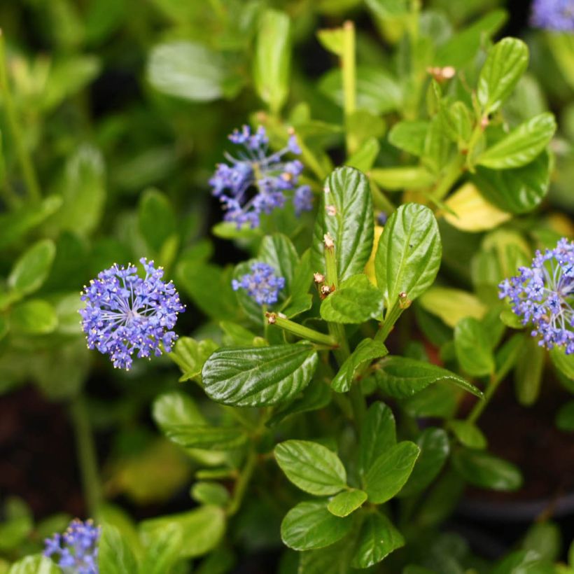 Ceanothus impressus Victoria - Amerikaanse sering (Bloei)