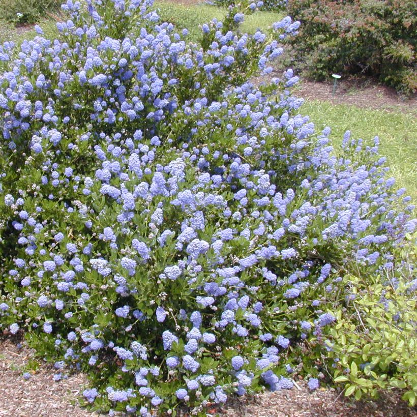 Ceanothus impressus Victoria - Amerikaanse sering (Groeiplaats)