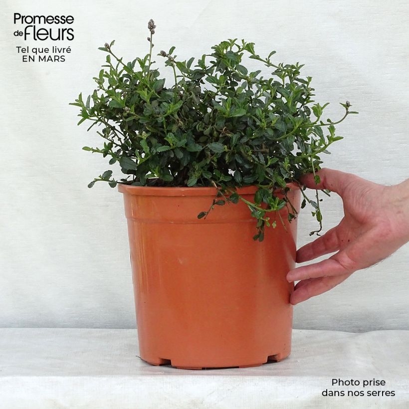 Example of Ceanothus thyrsiflorus Repens - Amerikaanse sering Pot van 7,5 l/10 l as you get in printemps
