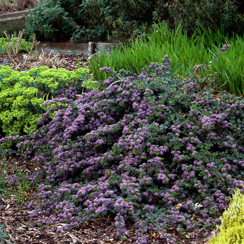 Ceanothus thyrsiflorus Repens - Amerikaanse sering (Groeiplaats)