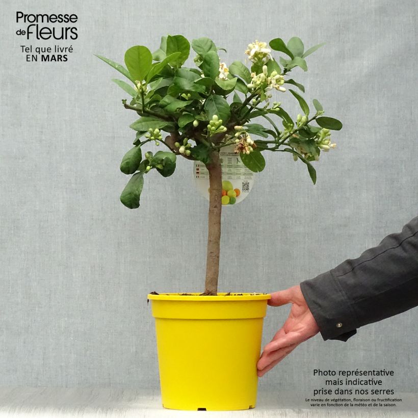 Example of Sukadeboom - Citrus medica Pot van 3 l/4 l, Kwartstam as you get in printemps