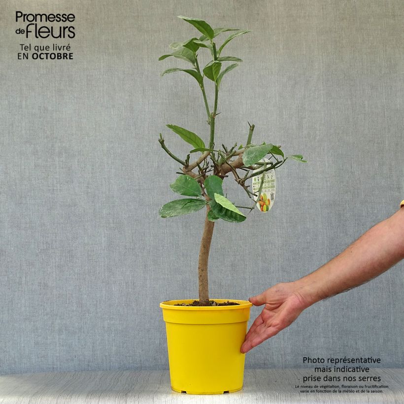 Exemplaar van Sukadeboom - Citrus medica Pot van 3 l/4 l, Kwartstam zoals geleverd in de herfst