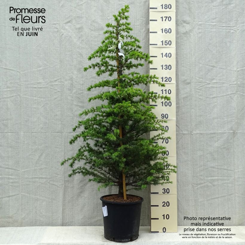 Exemplaar van Cedrus libani atlantica Glauca - Atlasceder Pot van 7,5 l/10 l zoals geleverd in de lente
