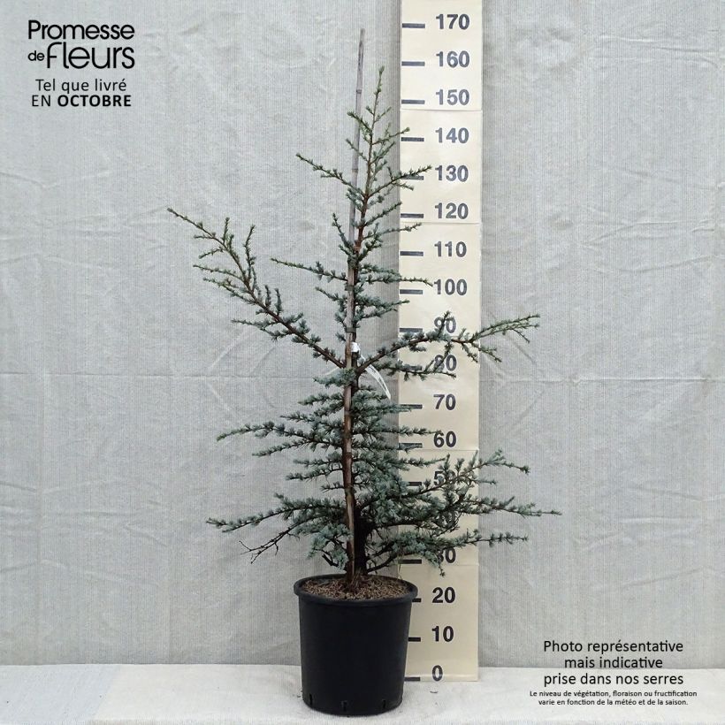 Exemplaar van Cedrus libani atlantica Horstmanns Silberspitz - Atlasceder Pot van 12 l/15 l zoals geleverd in de herfst
