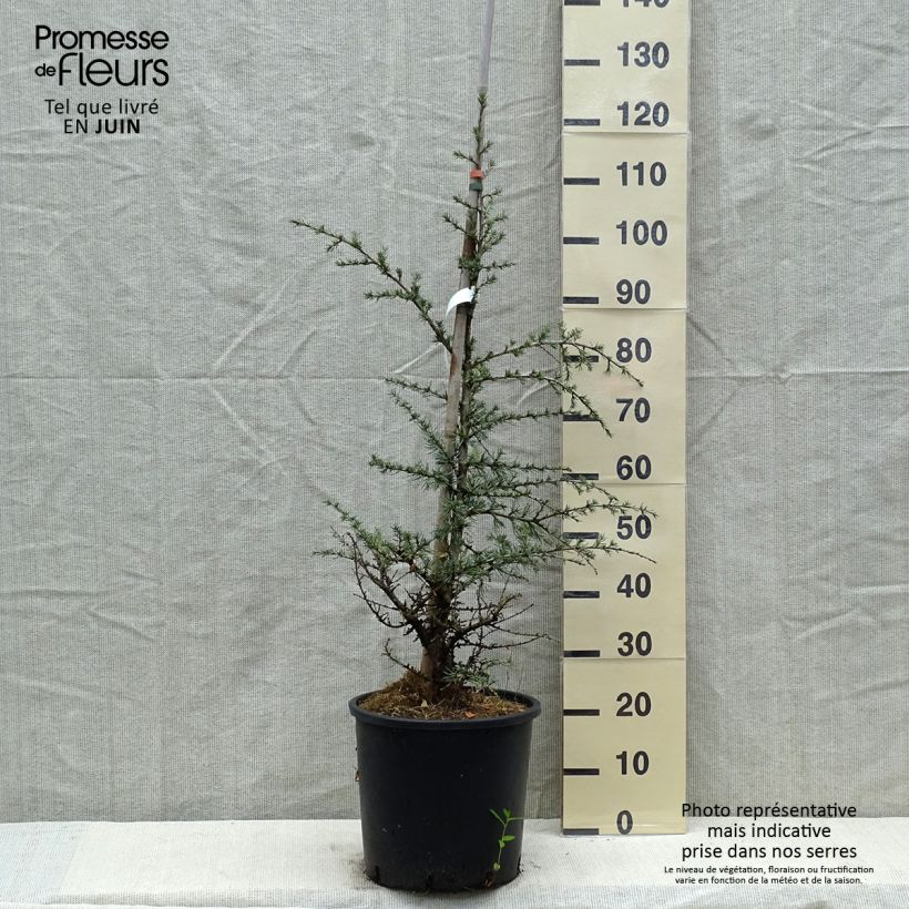 Exemplaar van Cedrus libani atlantica Horstmanns Silberspitz - Atlasceder Pot van 12 l/15 l zoals geleverd in de lente