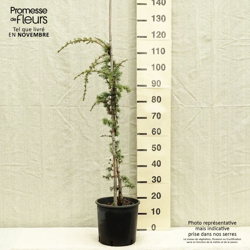 Exemplaar van Cedrus libani Atlantica Pendula - Libanonceder Pot van 7,5 l/10 l zoals geleverd in de herfst
